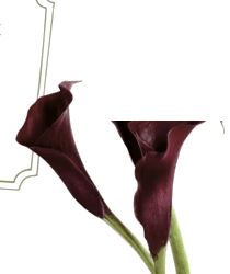Calla Lily Floral